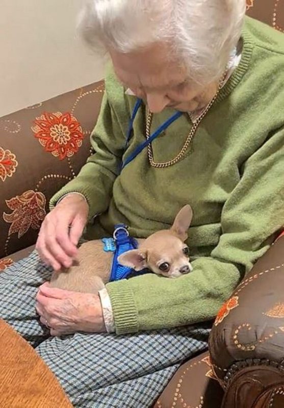 Paco, um cachorro adorável fez uma visita emocionante para idosos em um lar de repouso e vídeo viralizou 