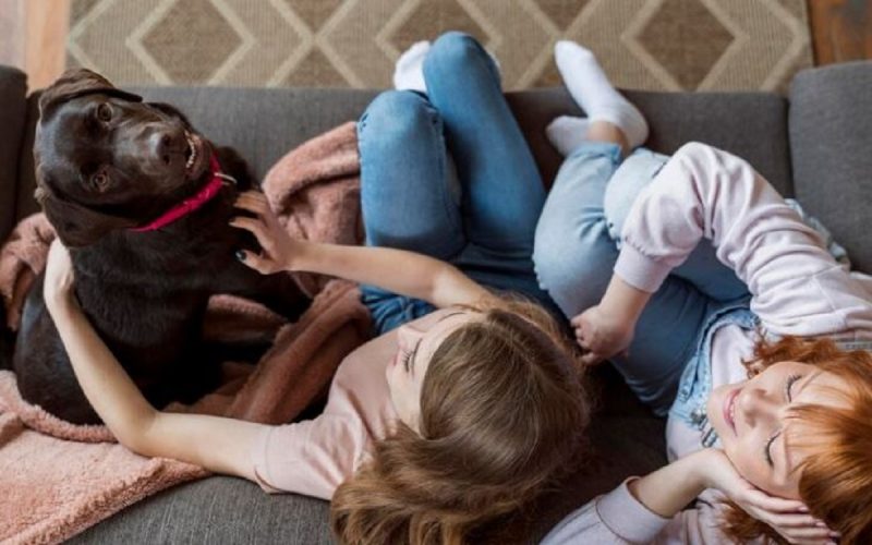 A criação e o ambiente têm um impacto significativo na personalidade e comportamento dos cães