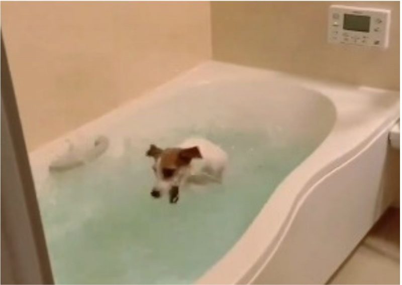 Cachorro que ama banheira conquista a Internet 