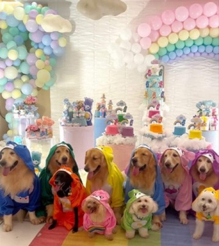 Seis cachorras fantasiadas posando para foto