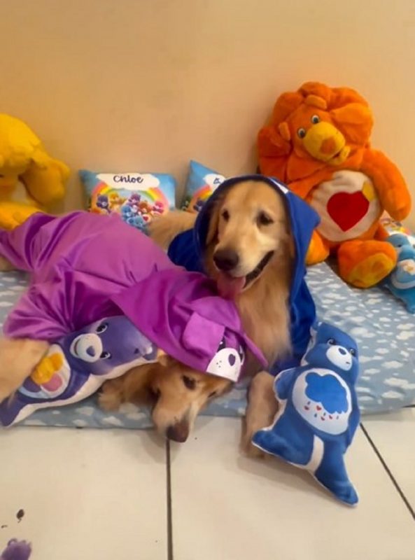 Duas cachorras brincando juntas