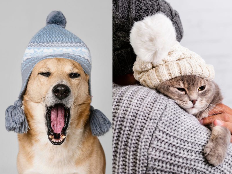 Cachorro e gato se protegendo do inverno