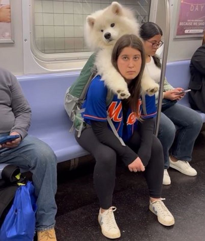 Com mais de 10 milhões de visualizações, Lumi em cachorro preguiçoso viralizou 