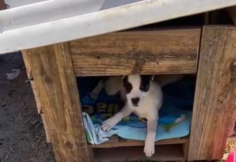 Criança se escondeu dentro da casinha do cachorro 