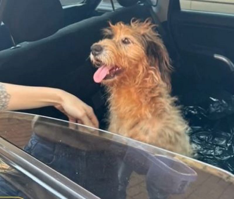 Mafalda, como foi nomeada é uma cachorra resgatada muito sortuda 