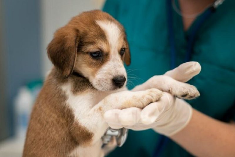 A ida até consultório veterinários deve ser procurada pelos tutores 