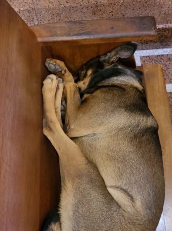 Cachorro tirando uma "soneca abençoada" em banco de santuário