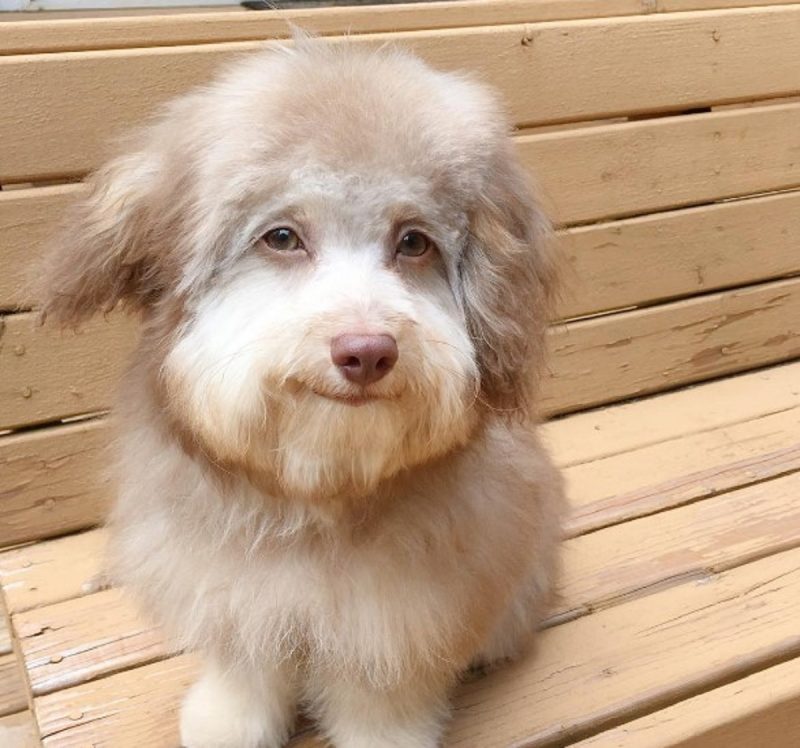 Cachorro com sorriso humano sentado em banco