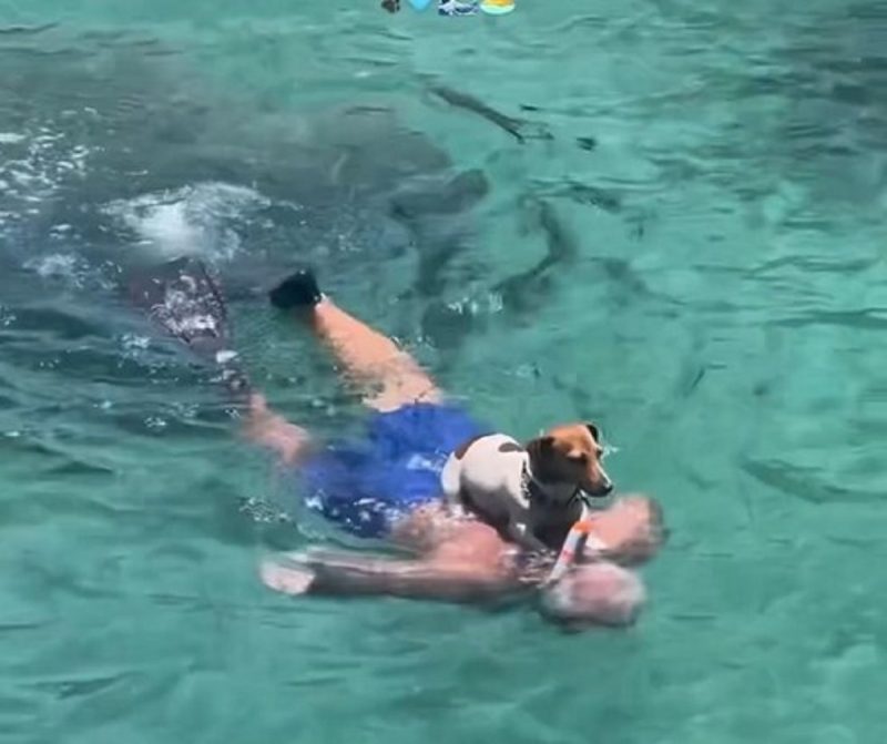 Cachorro pirata é visto navegando sobre as costas de tutor