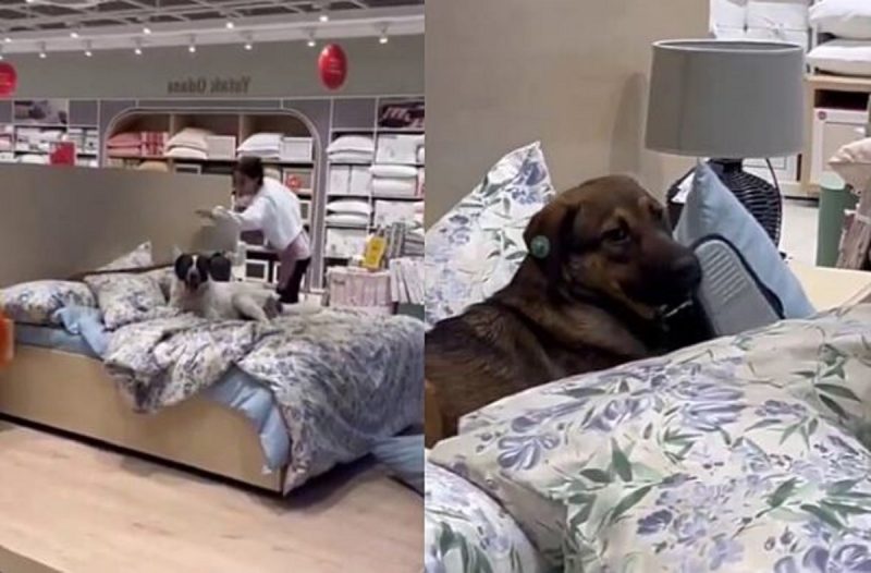 Cães vira-latas foram flagrados em cima de camas de uma loja e vídeo viralizou