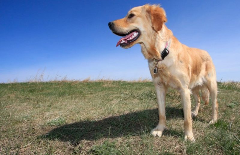 Os pelos dourados dos Golden Retrievers Canadenses s&atilde;o geralmente mais curtos e finos – Foto: Popsugar/Reprodu&ccedil;&atilde;o/ND