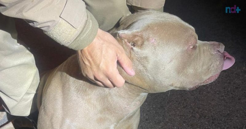 Imagem mostra Pit Bull com "cara de mau" resgatado pela PM de Itajaí