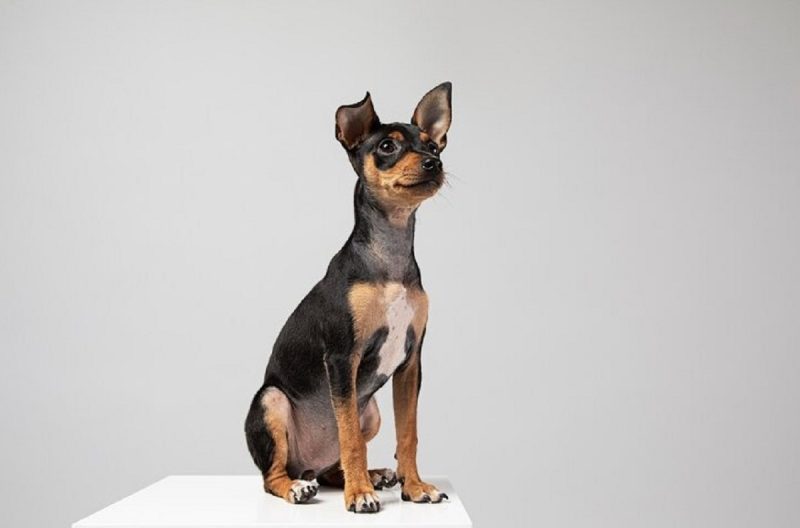 Cachorro da raça Pinscher sentado em um fundo branco