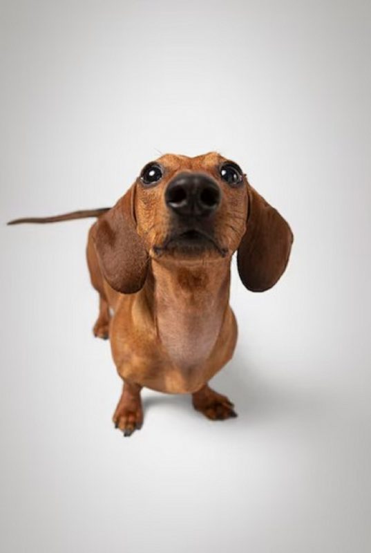 Dachshund olhando para a câmera