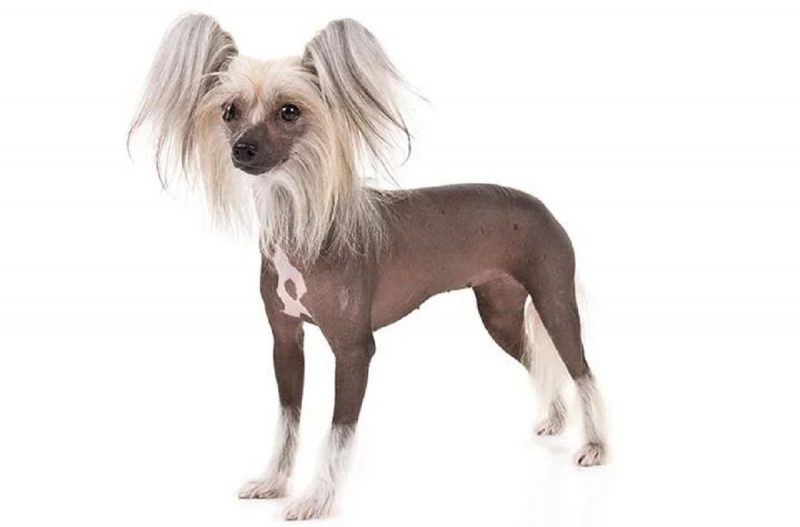 Chinese Crested, ou "cão de crista chinês", custa em média R$ 7 mil