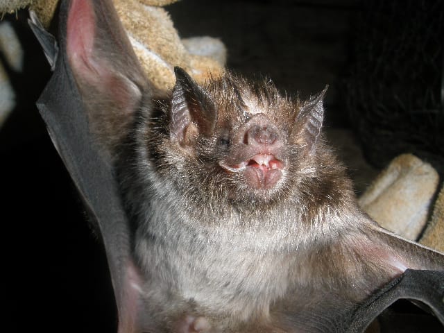 Um caso de raiva bovina foi identificada em Belmonte.