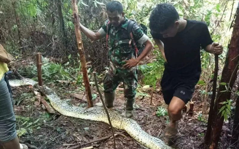 Cobra gigante que matou dona de casa na Indonésia