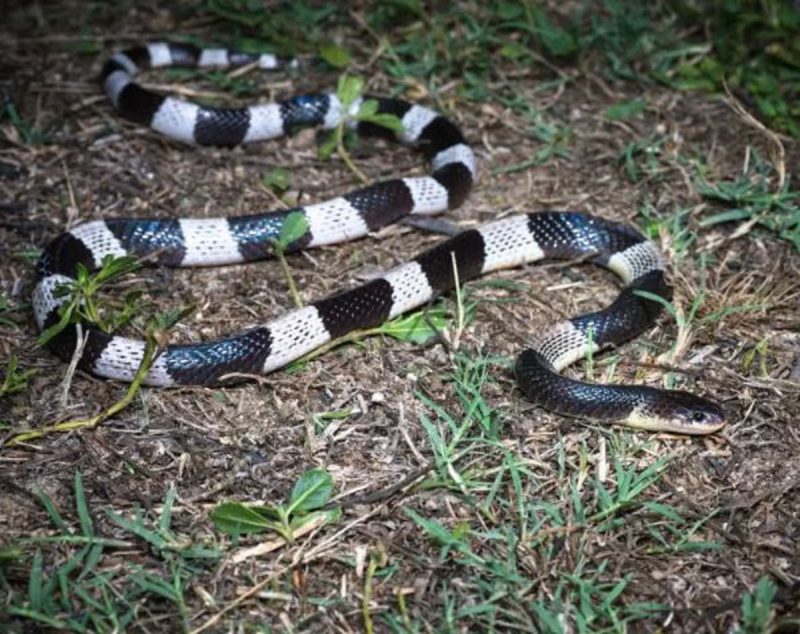 As cobras Krait Malasiana tem hábitos noturnos e é ainda mais agressiva sob a escuridão