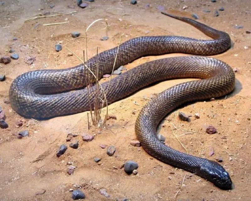 As cobra Taipan são grandes, ágeis e extremamente peçonhentas e endémicas da Austrália