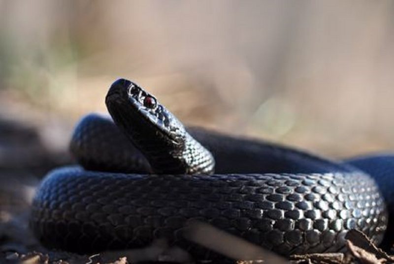 Dia da Cobra: conheça espécies mais venenosas do mundo ️ Explore o ...