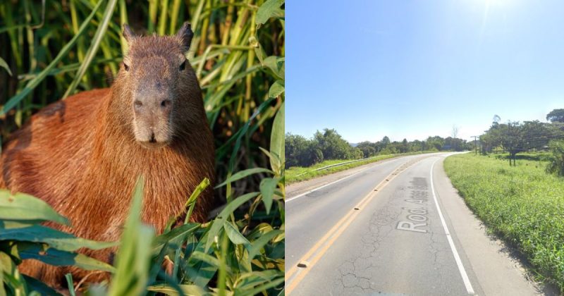 Colisão entre capivara e moto aconteceu na SC-108