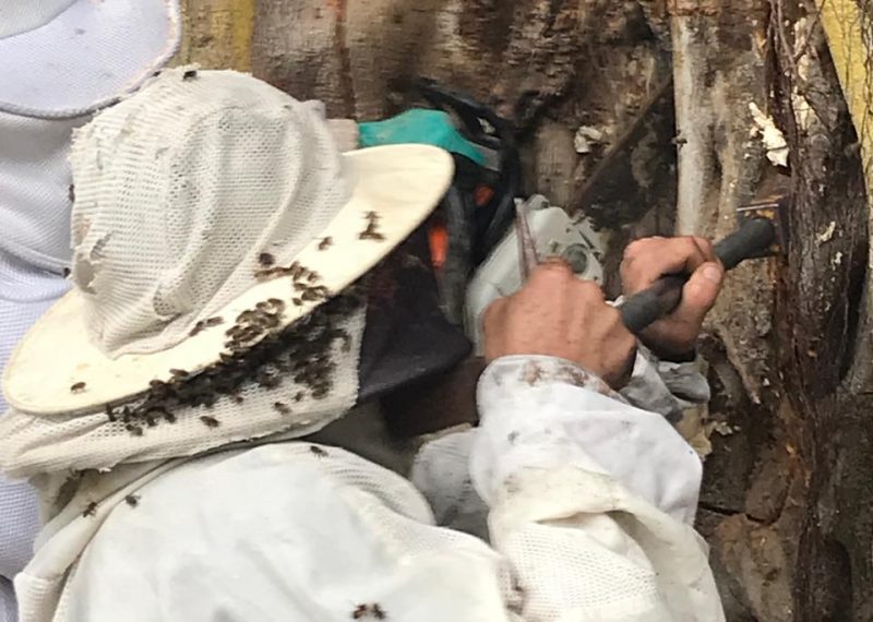 Bombeiros tiveram que cortar tronco para retirada da colmeia – Foto: Corpo de Bombeiros Itaja&iacute;