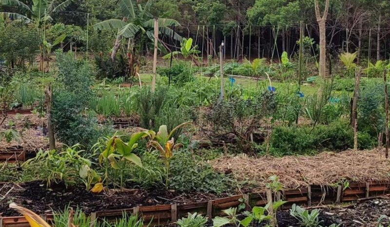 170 hectares de terra são obtidos pelos quilombolas na capital 