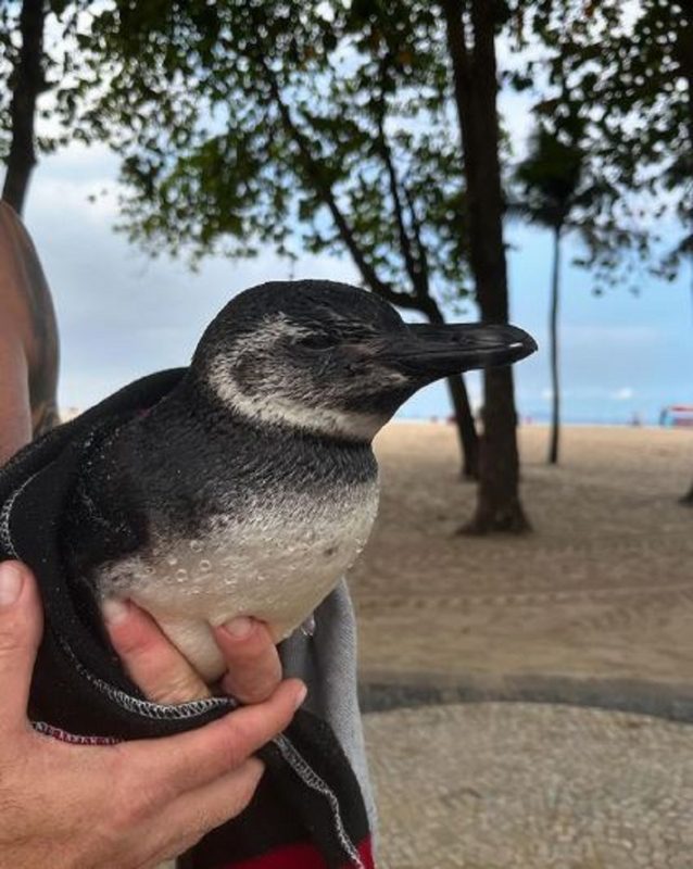 Moradora registra momento em que um pinguim é resgatado no Rio de Janeiro