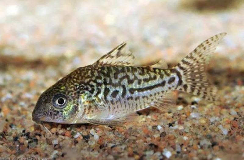 Corydora no fundo de um aquário