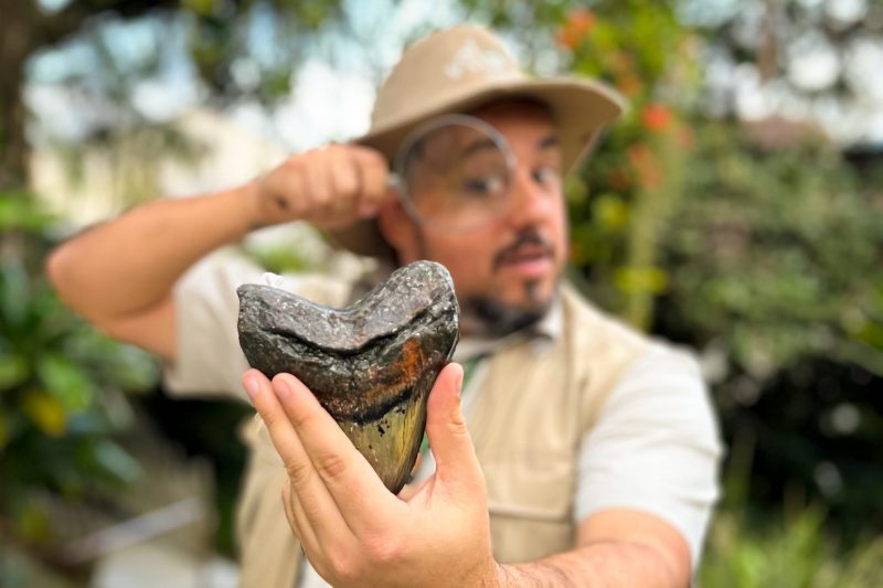 Funcionário do parque em Pomerode em imagem promocional que mostra "dente de dinossauro".