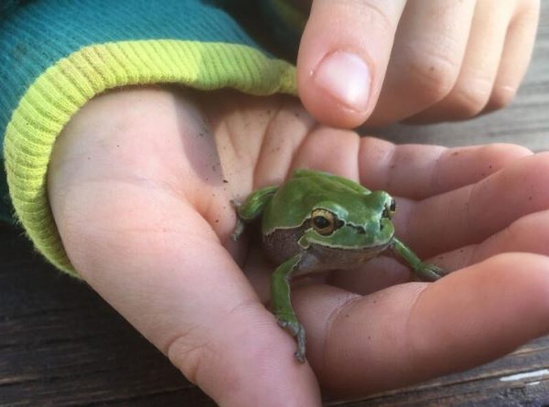 O desaparecimento dos sapos pode ter relação com o aumento de casos de dengue