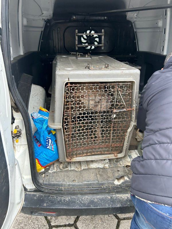 Imagem mostra momento em que Pit Bull era transportado para o INIS