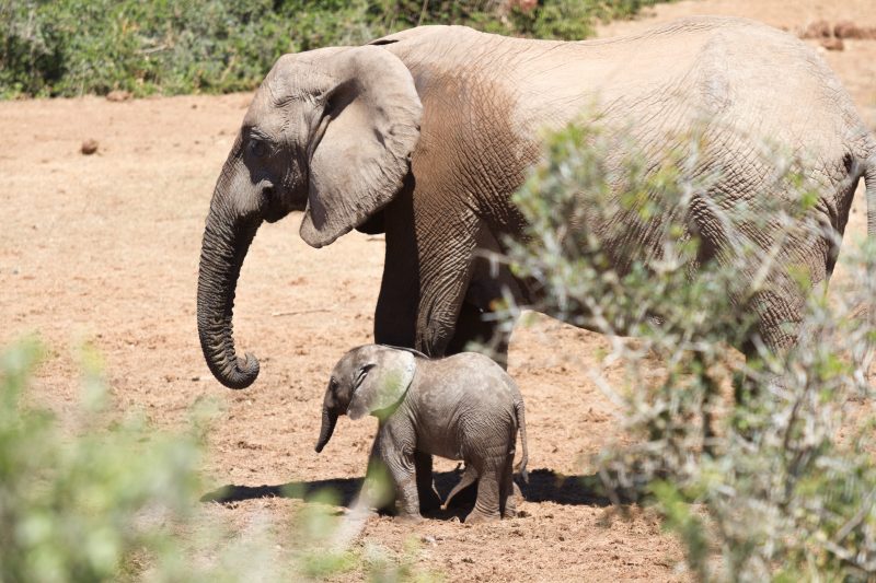 Elefante e seu filhote caminhando pela África, onde turista foi morto