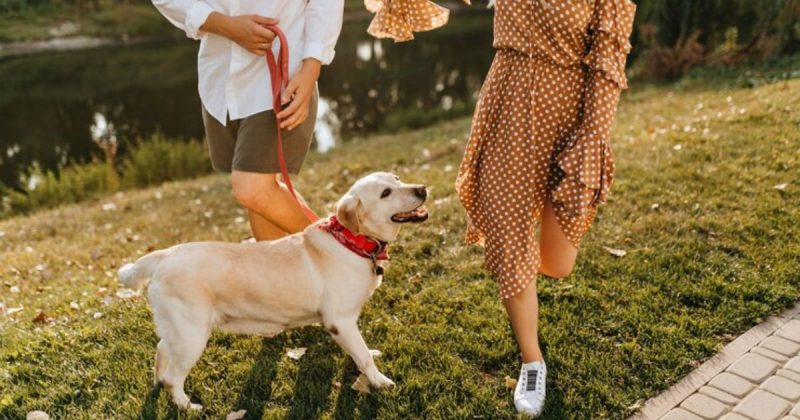 No domingo (21), programação contará com um encontro de cães das raças Golden Retriver e Labrador 