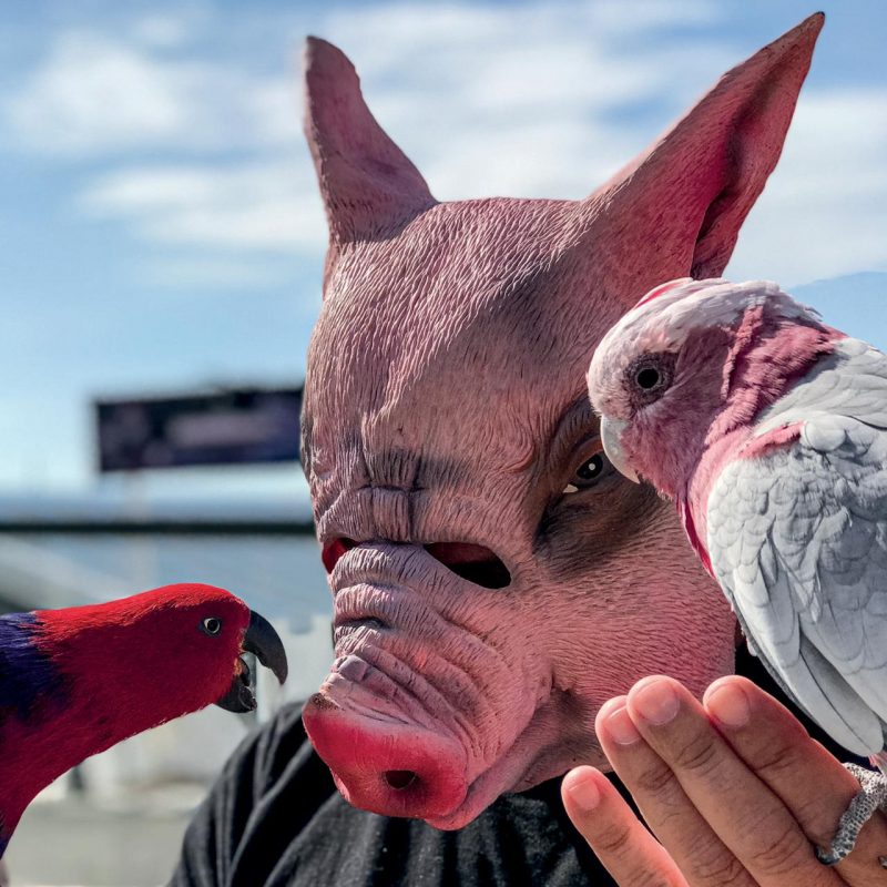 Fernando Lindote volta com a sua nova exposi&ccedil;&atilde;o individual ‘Outro Porco Empalhado’, a partir do dia 11 de julho no Memorial Meyer Filho, em Florian&oacute;polis – Foto: Divulga&ccedil;&atilde;o