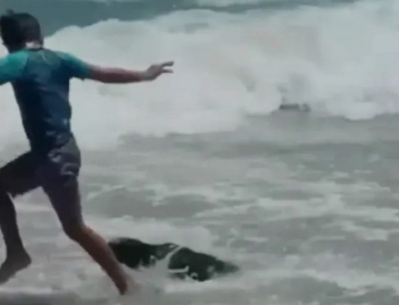 Uma das focas que acataram banhistas em praia da África do Sul