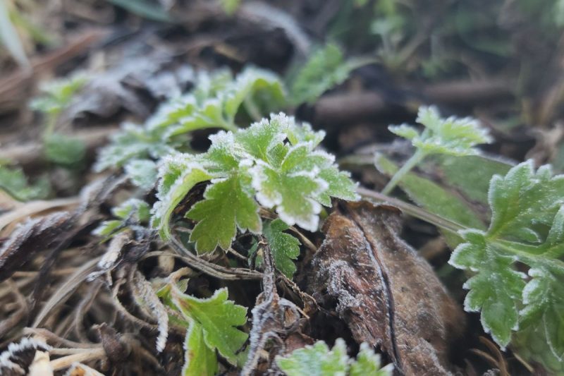 Geada cobre vegetação em São Joaquim nesta madrugada