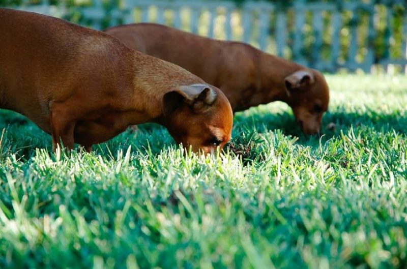 Médico explica motivo por trás da coprofagia em pets, prática de comer fezes, ser comum nos animais de estimação