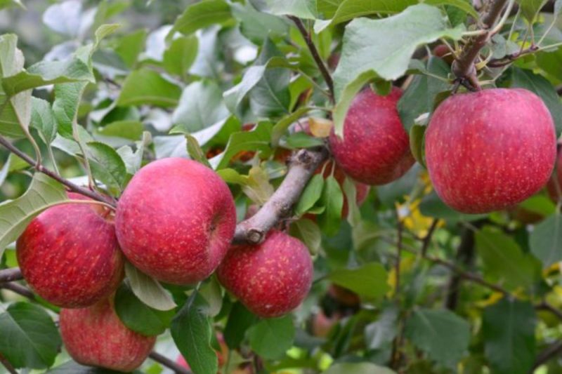 Enfrute ocorre nesta semana em Fraiburgo 