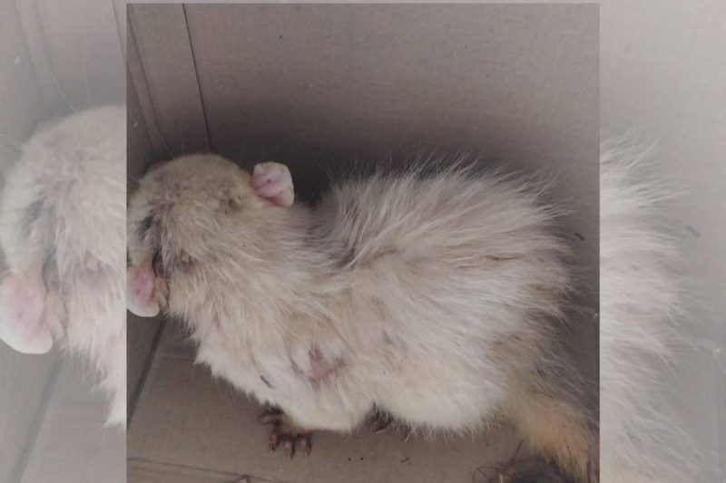 O gamb&aacute; albino foi encontrado e capturado no munic&iacute;pio de &Aacute;gua Doce. – Foto: Pol&iacute;cia Militar Ambiental/Divulga&ccedil;&atilde;o/ND