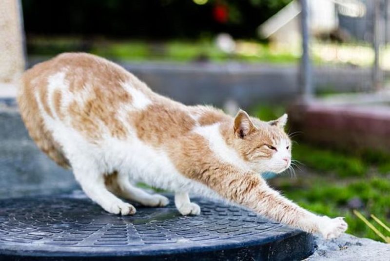 Gatos também podem sofrer com gases e demonstram alguns sinais 