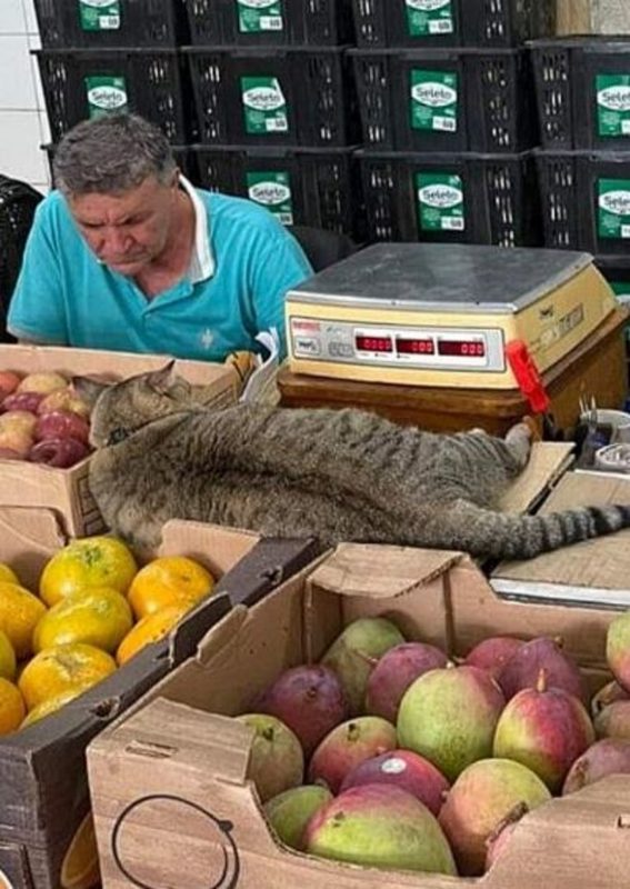 Gata deitada próxima de mercadorias na feira 