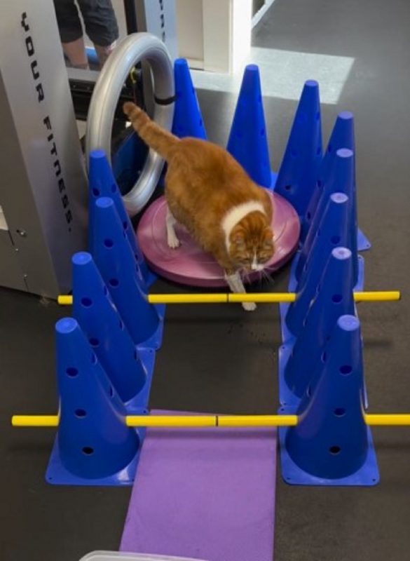 Gato fitness passando por obstáculos 