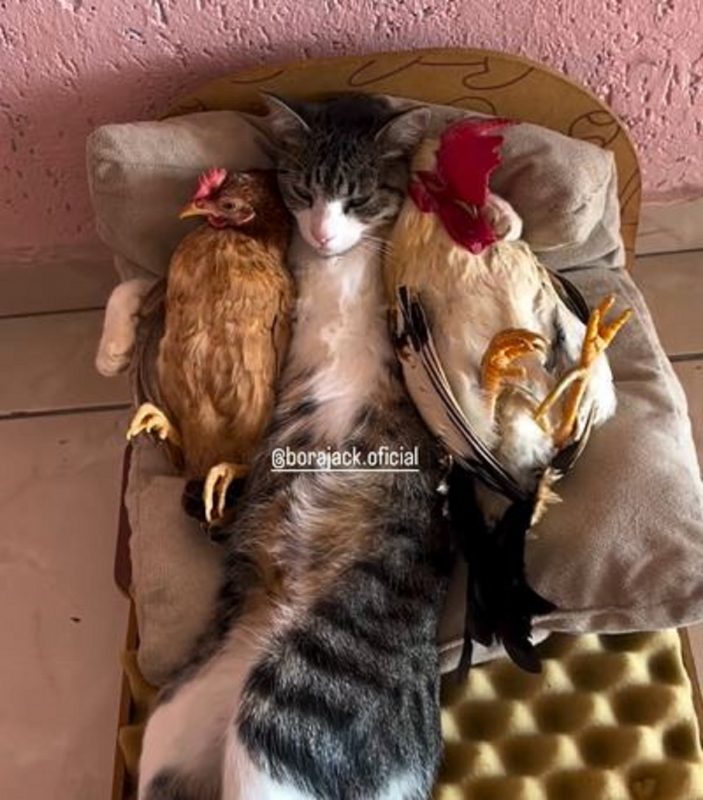 Gato e suas amigas inusitadas, duas galinhas 