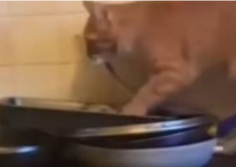 Gato garante o almoço e coloca cobra no fogão