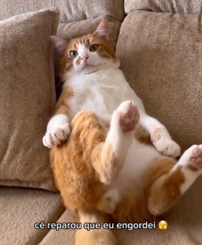 Gato chamado Jaum deitado no sofá que virou meme na internet 