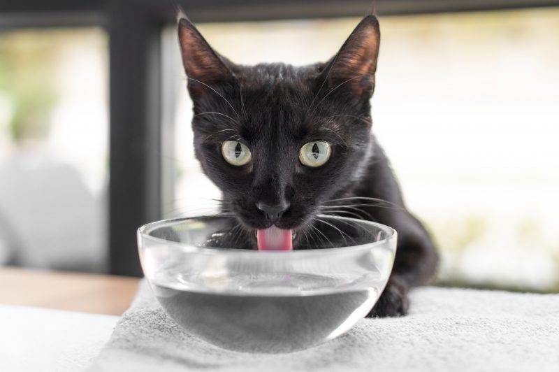 A imagem mostra um gato preto bebendo água de uma tigela transparente.