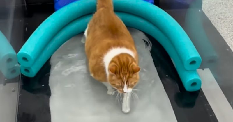 A rotina de treinos do gato obeso chamou atenção. 