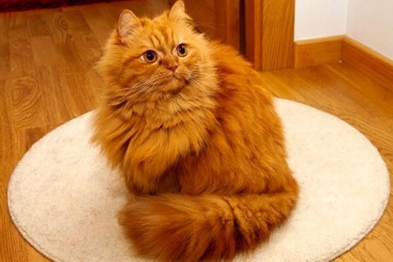 O personagem Garfield retrata bem a personalidade do felino mais calmo