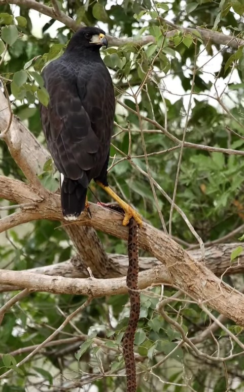 Um v&iacute;deo registrado no Pantanal mostrou um gavi&atilde;o-preto que prendeu uma jararaca-pintada entre as garras. – Foto: @lucas_n_morgado/Internet/Reprodu&ccedil;&atilde;o/ND